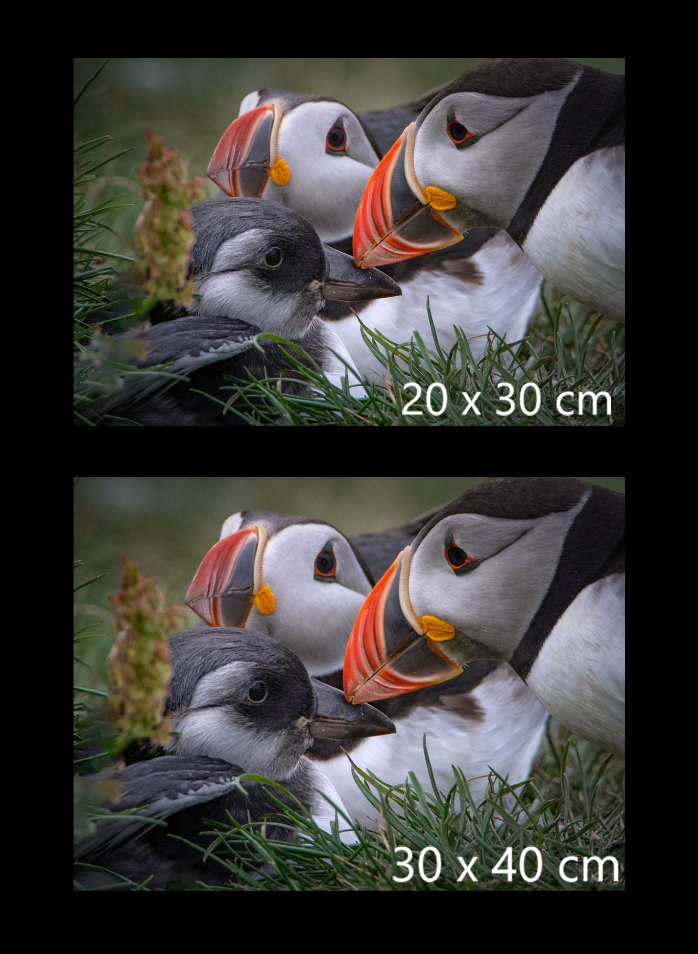 Faroe Islands puffin family photography print available in 20 × 30 cm and 30 × 40 cm