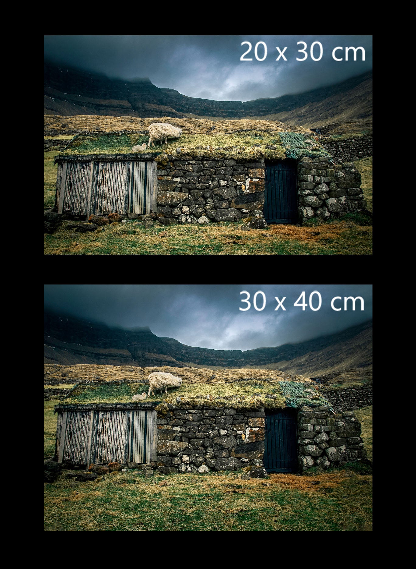 Sheep on the roof in the Faroe Islands fine art print available in 20x30cm and 30x40cm