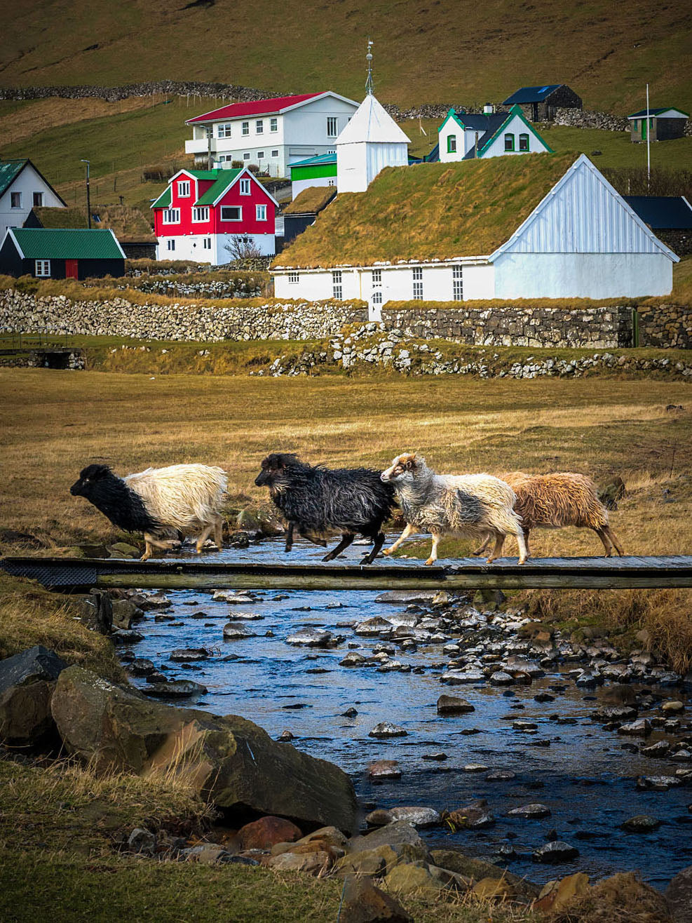Sheep crossing wooden bridge Húsavík village Faroe Islands fine art photography print