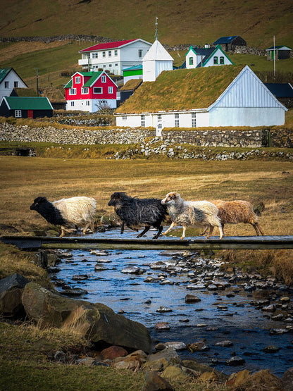 Sheep crossing wooden bridge Húsavík village Faroe Islands fine art photography print