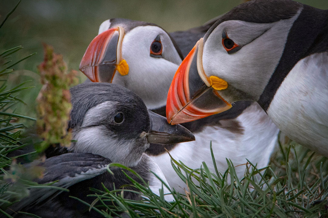 Atlantic puffin family with puffling on Mykines island, Faroe Islands, wildlife photography print