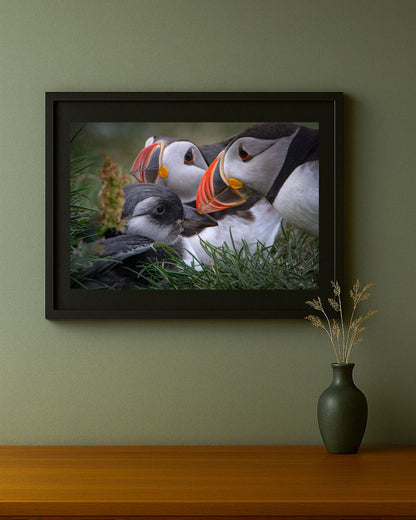 Framed wildlife photography print of Atlantic puffins with puffling, Faroe Islands, displayed on a wall