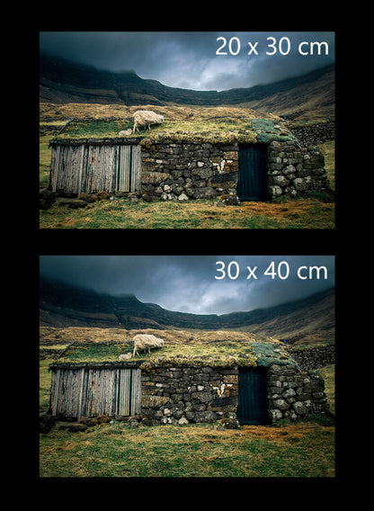 Sheep on the roof in the Faroe Islands fine art print available in 20x30cm and 30x40cm