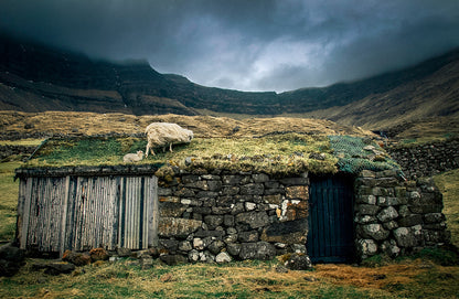 Faroese stone house grass roof sheep and lamb Faroe Islands fine art photography print